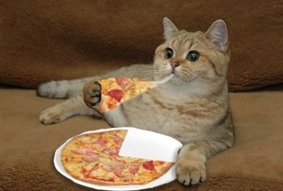 cat and pizza