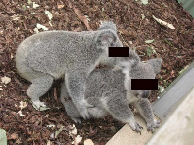 Koala Porn 13
