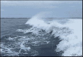 Goddammit+dolphin+3+you+had+one+job+_03d