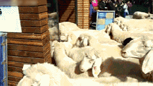 We+must+distract+the+sheep+_afcc879a500a6f4673257ba9a2bafaa3.gif